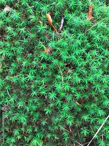 Obraz green moss on the tree