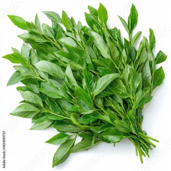 Fototapeta Fresh curry leaves, isolated on white background, high resolution