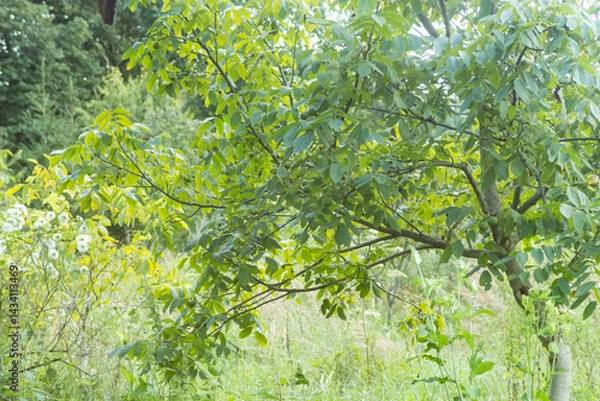Fototapeta young walnut tree with fruits