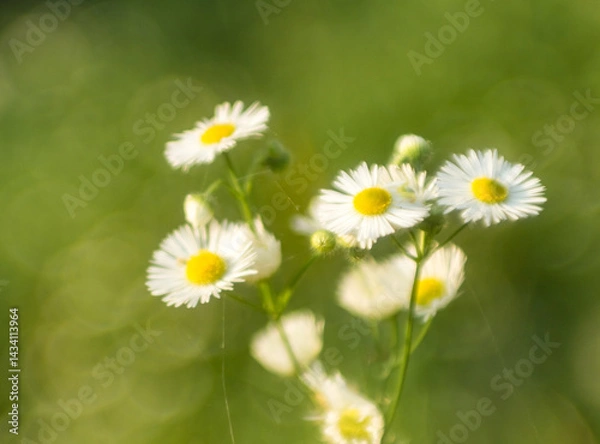 Fototapeta small delicate daisies