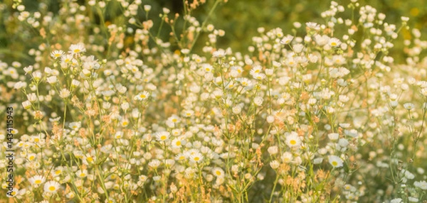 Fototapeta small daisy flowers..