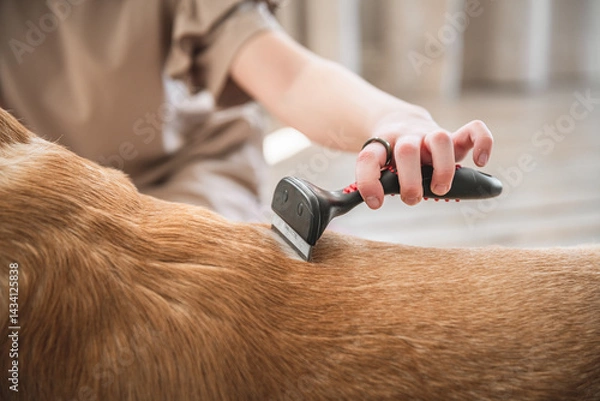 Obraz girl combing the hair of her labrador dog. Problem spring molt pet.