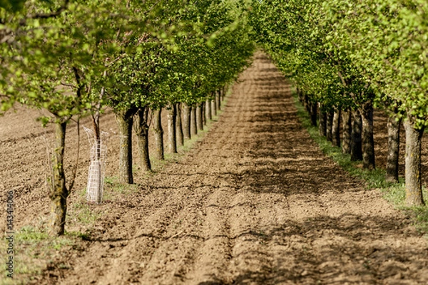 Obraz Orchard with hazenut trees