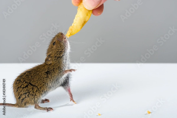 Obraz Close up on wild field mouse fed with a slice of apple