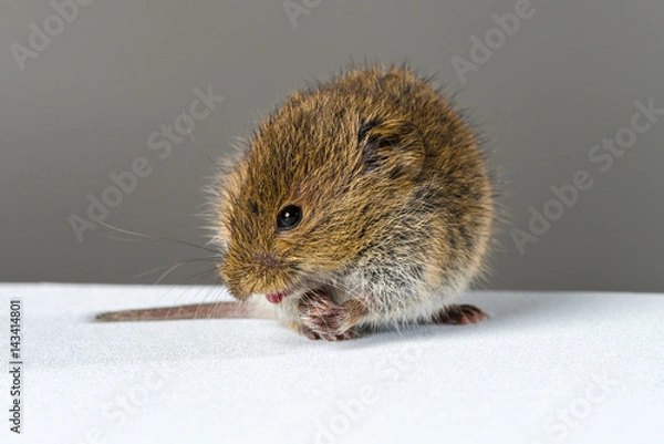 Obraz Close up on wild brown field mouse showing its tongue