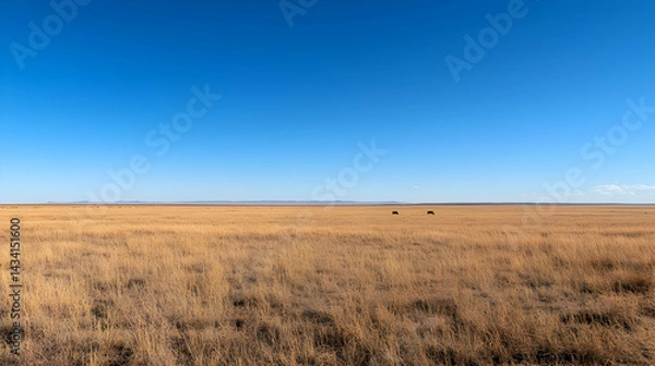 Fototapeta Expansive Golden Field Under A Vibrant Blue Sky With Scattered Cattle and A Distant Horizon