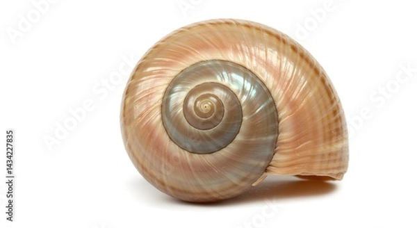 Fototapeta A stunning spiral seashell, showcasing intricate patterns and natural beauty, isolated on white.