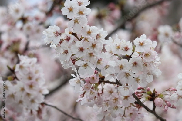 Obraz やさしい春