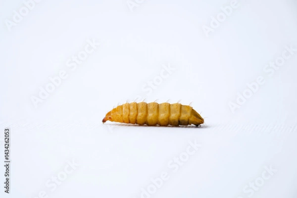 Obraz Black Soldier Fly Larvae (Hermetia illucens) or maggots isolated on white background. They are animals that are able to decompose organic waste, and are also commonly used as protein-rich animal feed.