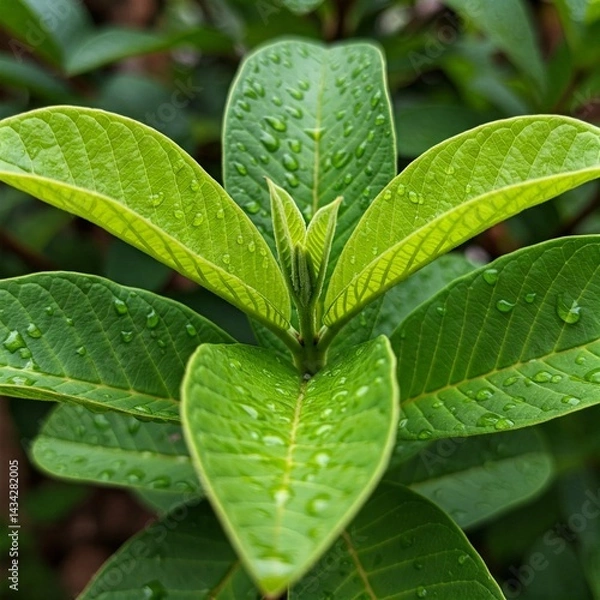 Fototapeta close up of green leaves