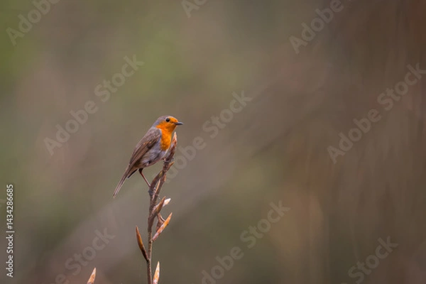 Fototapeta robin on a branch