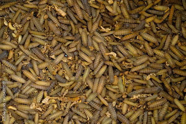 Obraz Black Soldier Fly Larvae (Hermetia illucens) or maggots are animals that are able to decompose organic waste, and are also commonly used as protein-rich animal feed.