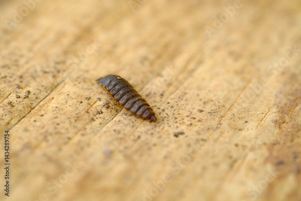 Obraz Black Soldier Fly Larvae (Hermetia illucens) or maggots are animals that are able to decompose organic waste, and are also commonly used as protein-rich animal feed.