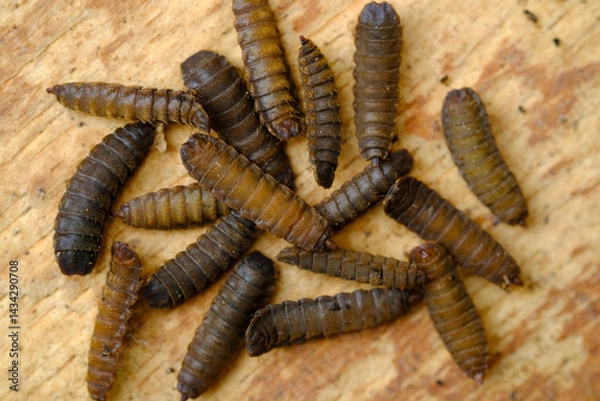 Obraz Black Soldier Fly Larvae (Hermetia illucens) or maggots are animals that are able to decompose organic waste, and are also commonly used as protein-rich animal feed.