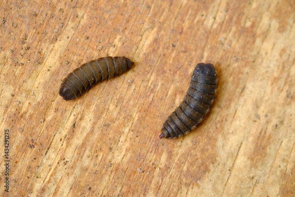 Obraz Black Soldier Fly Larvae (Hermetia illucens) or maggots are animals that are able to decompose organic waste, and are also commonly used as protein-rich animal feed.