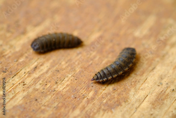 Obraz Black Soldier Fly Larvae (Hermetia illucens) or maggots are animals that are able to decompose organic waste, and are also commonly used as protein-rich animal feed.