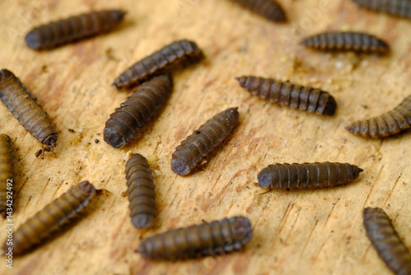 Obraz Black Soldier Fly Larvae (Hermetia illucens) or maggots are animals that are able to decompose organic waste, and are also commonly used as protein-rich animal feed.