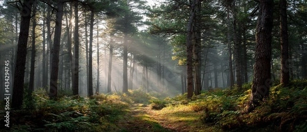 Fototapeta Sunbeams piercing misty forest