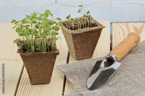 Obraz Arugula seedlings in peat pot on wooden pallet