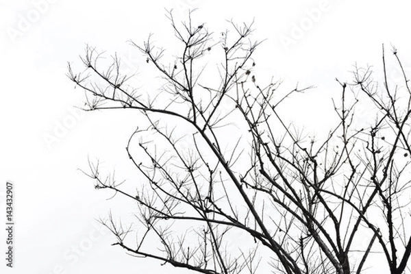 Fototapeta tree branch silhouette photography , isolated on white background