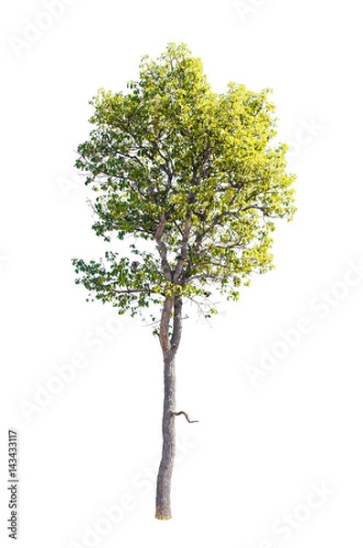 Fototapeta Isolated trees on white background , The collection of trees.