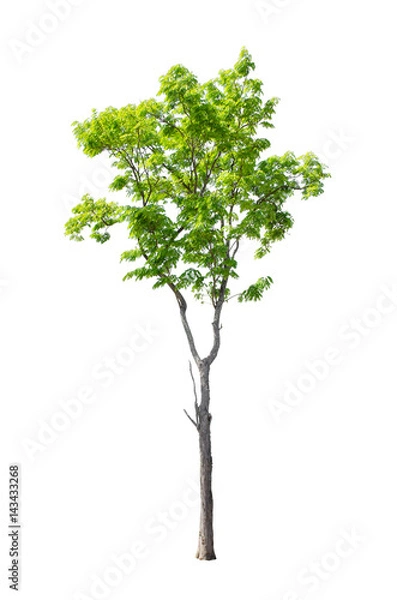 Fototapeta Isolated trees on white background , The collection of trees.