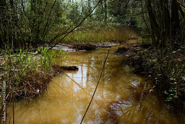 Fototapeta Photo of a brown stream through the forest with reflections in the water. In the Antwerp province, Municipality of Lille