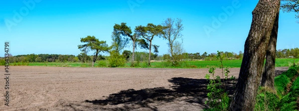 Fototapeta Panoramic photo of a plowed agricultural field with a few green trees in the middle and a forest in the background against a clear blue sky. Location: Lille, Province of Antwerp - Belgium