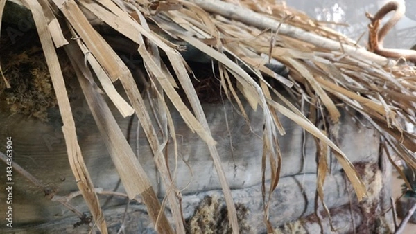 Fototapeta Thatched roof on wooden house. Close-up of dry grass. Simple rustic house top. Weathered thatched roof shows texture and age of building. Eco friendly natural building materials