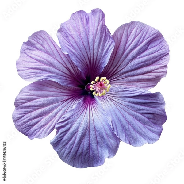 Obraz purple Hibiscus flower Isolated on white transparent background