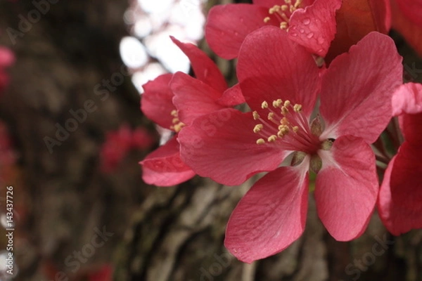 Obraz Up Close Beauty