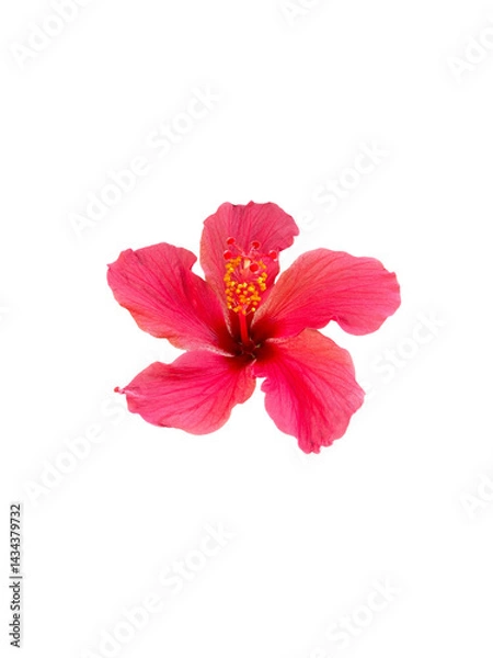 Obraz A beautiful red flower (Hibiscus)