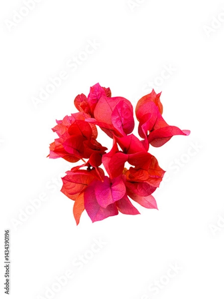 Obraz Red flowers(Bougainvillea)