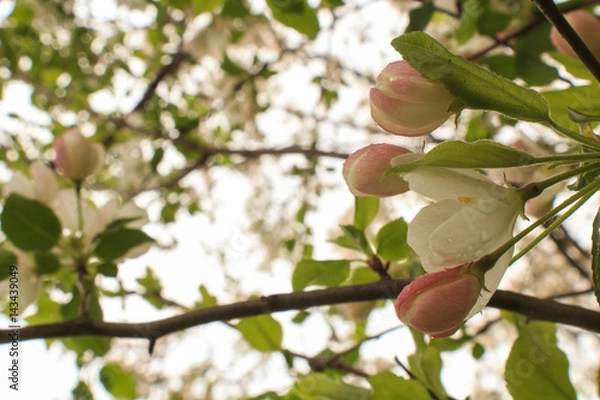 Obraz Apple Blossoms