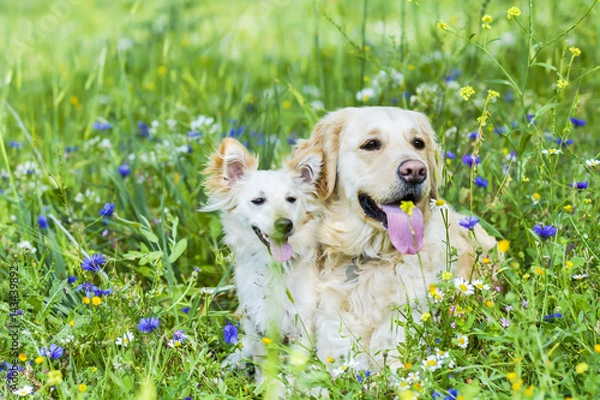 Obraz Golden retriever in the field of flowers 