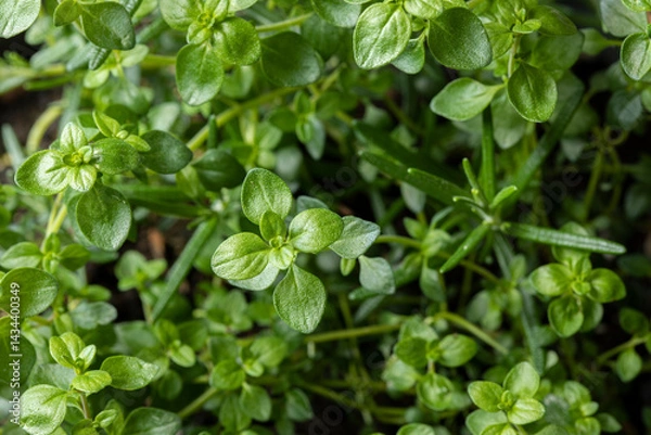 Fototapeta Fresh green Lemon Thyme (Thymus Citriodorus) and rosemary (Salvia rosmarinus) plant, close up. Thyme and rosemary herb growing. Green leaves background.