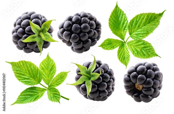 Fototapeta Blackberries and leaves collection isolated on white background.
Blackberry closeup set.