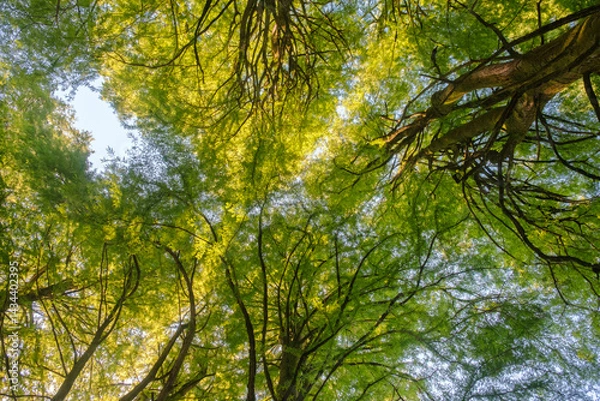 Fototapeta Up from the bottom view of the tops of trees with green foliage, the top of forest trees among which the rays of the sun break through
