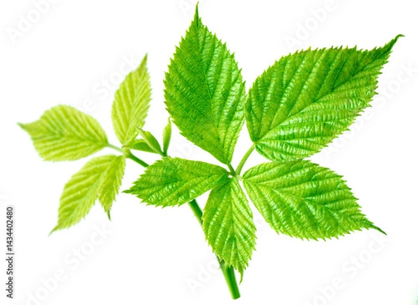 Fototapeta Blackberry leaf. Fresh blackberry sprig with leaves isolated on white background.