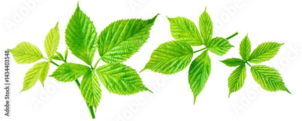Fototapeta Collection of blackberry leaf isolated on white. Blackberry green leaves set top view.