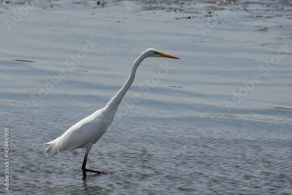 Fototapeta The great egret (Ardea alba)  is a large, widely distributed egret.