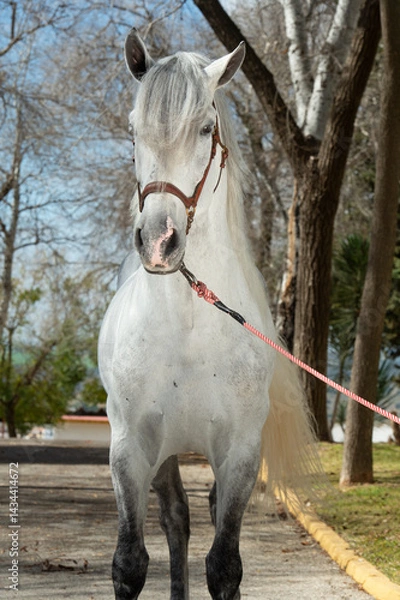 Obraz portrait of Andalusian white stallion posing in park at spring sunny day. close up