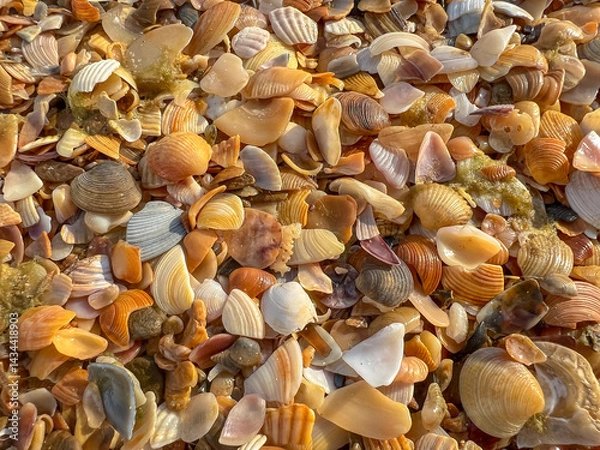 Fototapeta The shells are scattered all over the ground