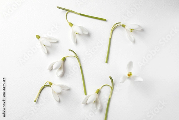 Fototapeta Set of snowdrops flowers on white background. Snowdrops layout on white paper. Spring flower concept. 