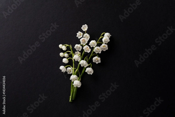 Fototapeta The branch of lilies of the valley flowers isolated on black paper background. Spring congratulations layout with lily may flowers.