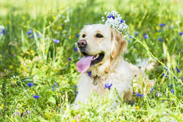 Obraz Golden retriever in the field of flowers 