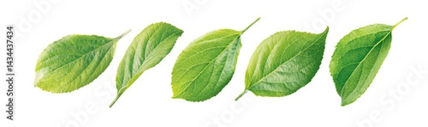 Fototapeta Apple leaf. Set of apple leaves isolated on a white background.