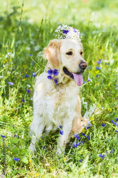 Obraz Golden retriever in the field of flowers 