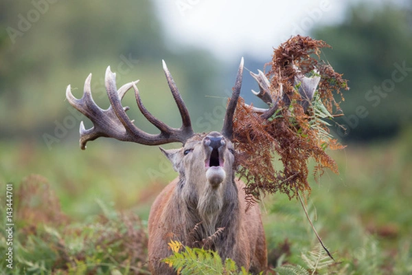 Obraz Bellowing red deer stag