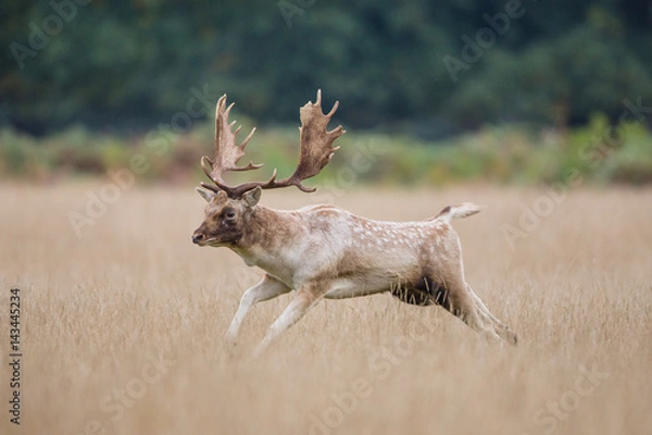Obraz Fallow deer buck